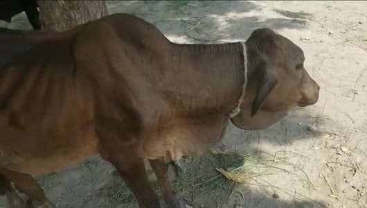 wacha calf. for Sale 95k