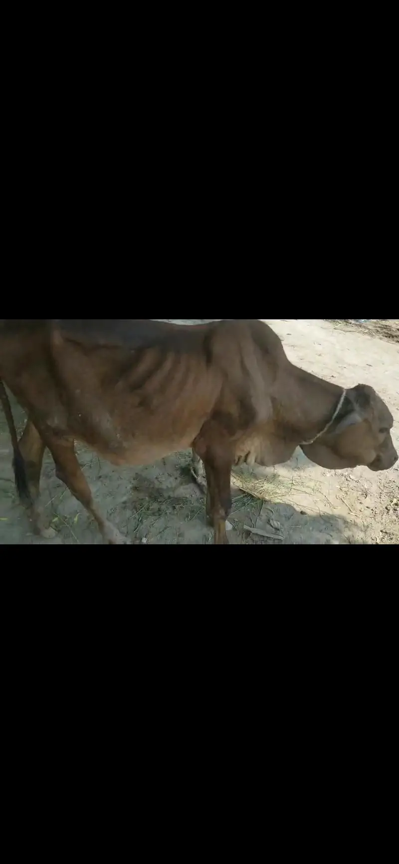 wacha calf. for Sale 95k — photo 2