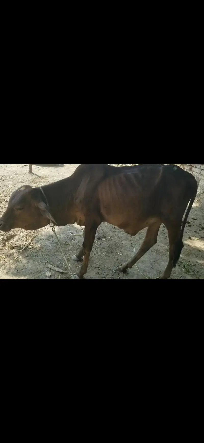 wacha calf. for Sale 95k — photo 3