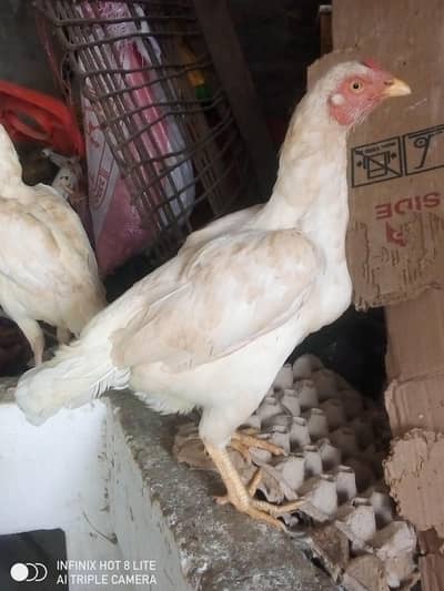 urgent sale