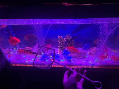 aquarium,plants,fishs,