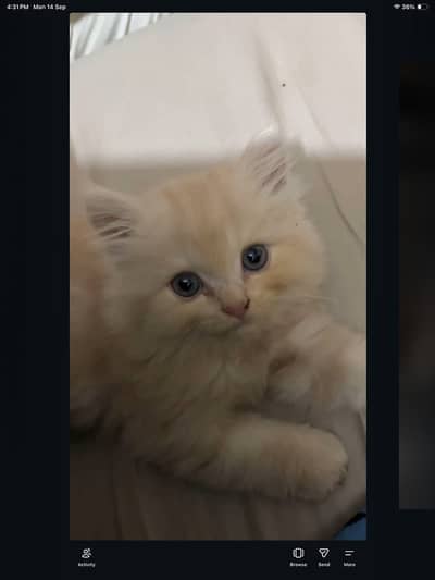Persian kittens pair- 3 month old - Litter yrained and healthy
