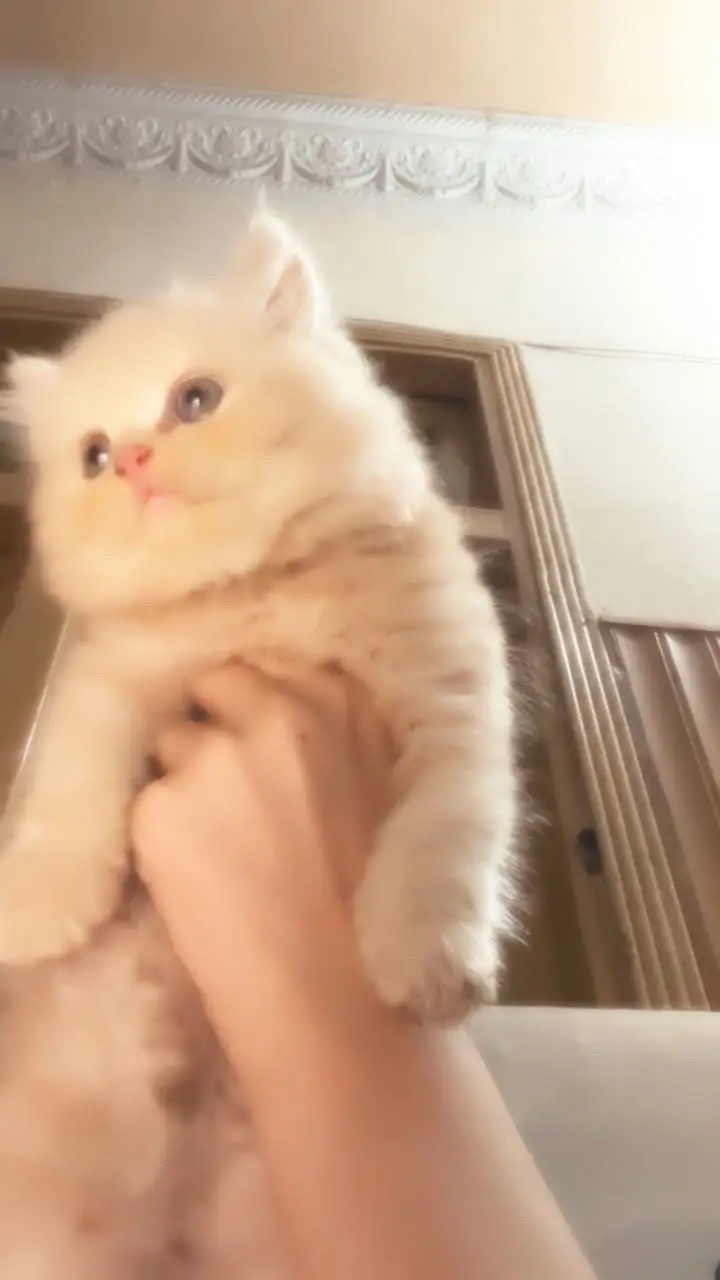 Persian kittens pair- 3 month old - Litter yrained and healthy — photo 2