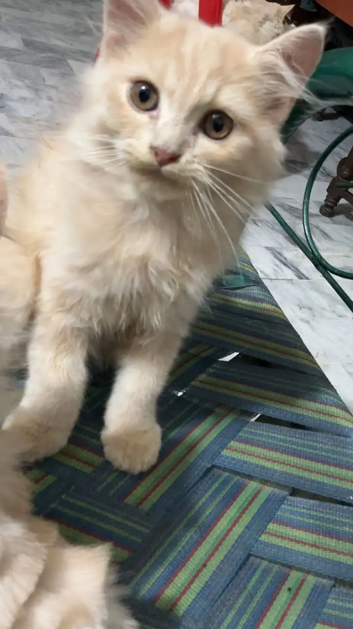 Persian kittens pair- 3 month old - Litter yrained and healthy — photo 4