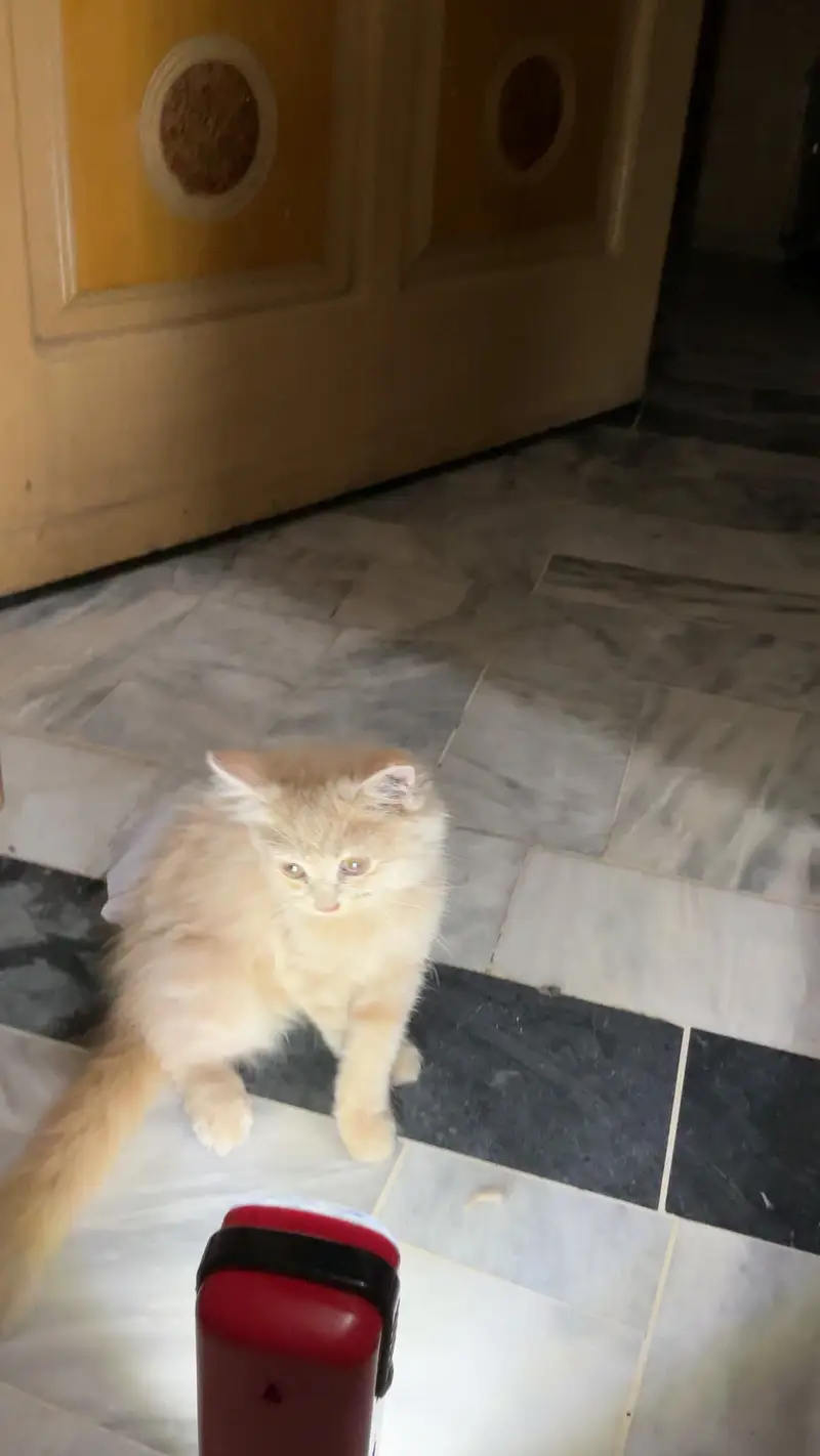 Persian kittens pair- 3 month old - Litter yrained and healthy — photo 5