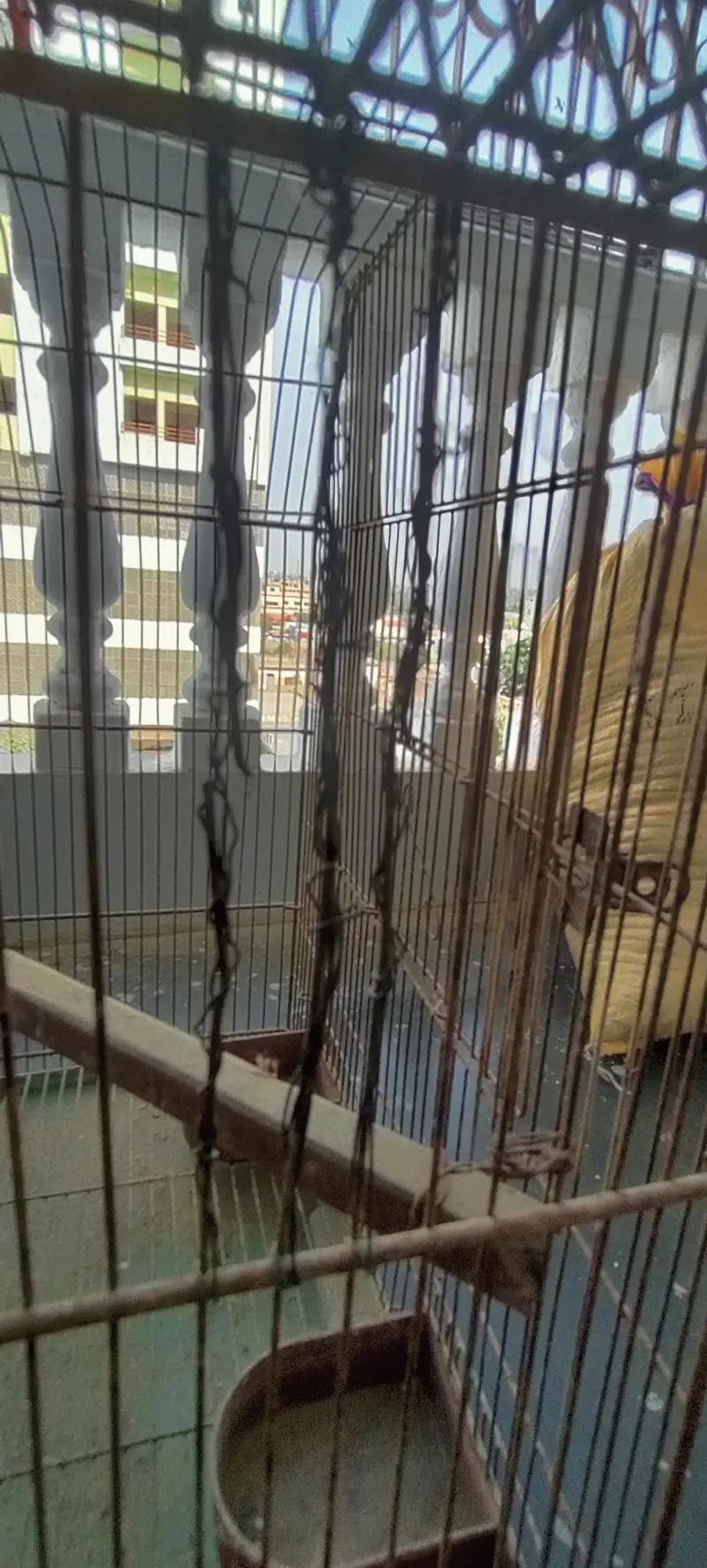 Birds Cages In Good Condition — photo 3