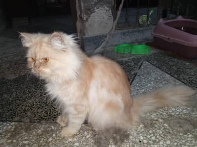 Persian male cat of 1.5 year is available