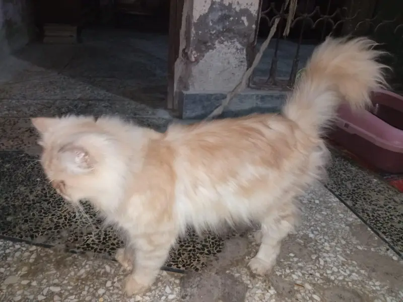 Persian male cat of 1.5 year is available — photo 2