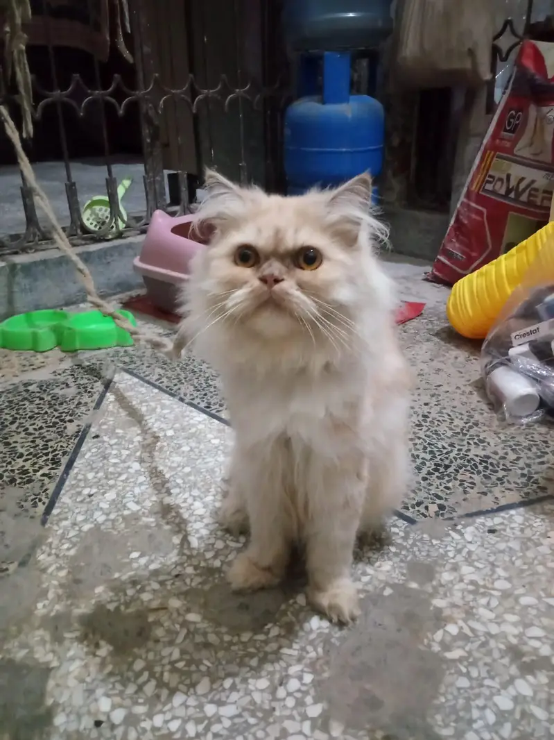 Persian male cat of 1.5 year is available — photo 3