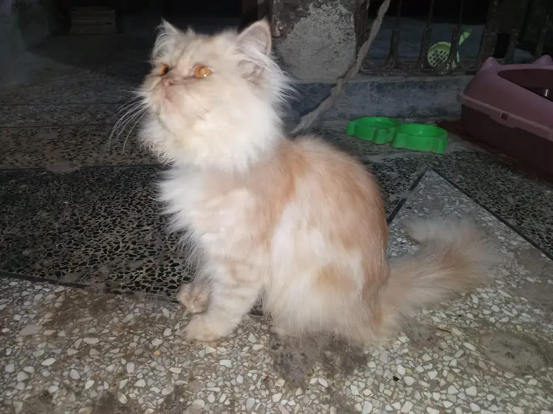 Persian male cat of 1.5 year is available — photo 4