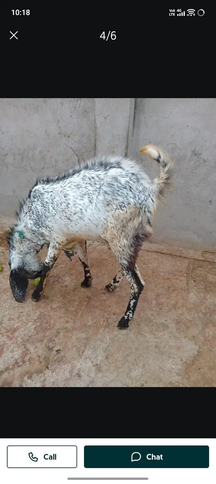 Bakra for sale