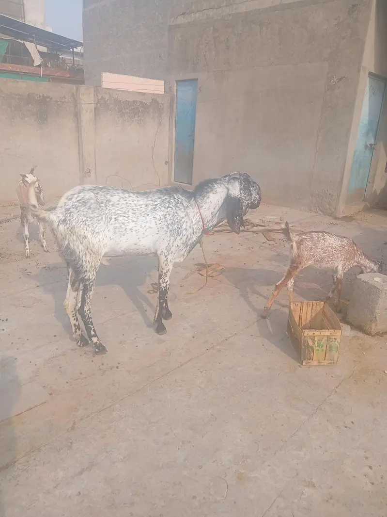 Bakra for sale — photo 2