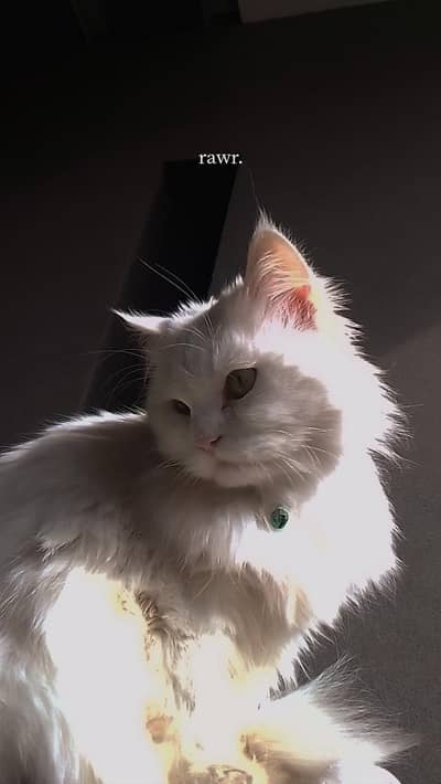 Persian tripple coat female cat