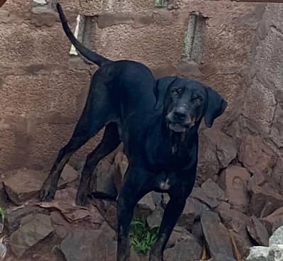 15. month  old male dog for sale