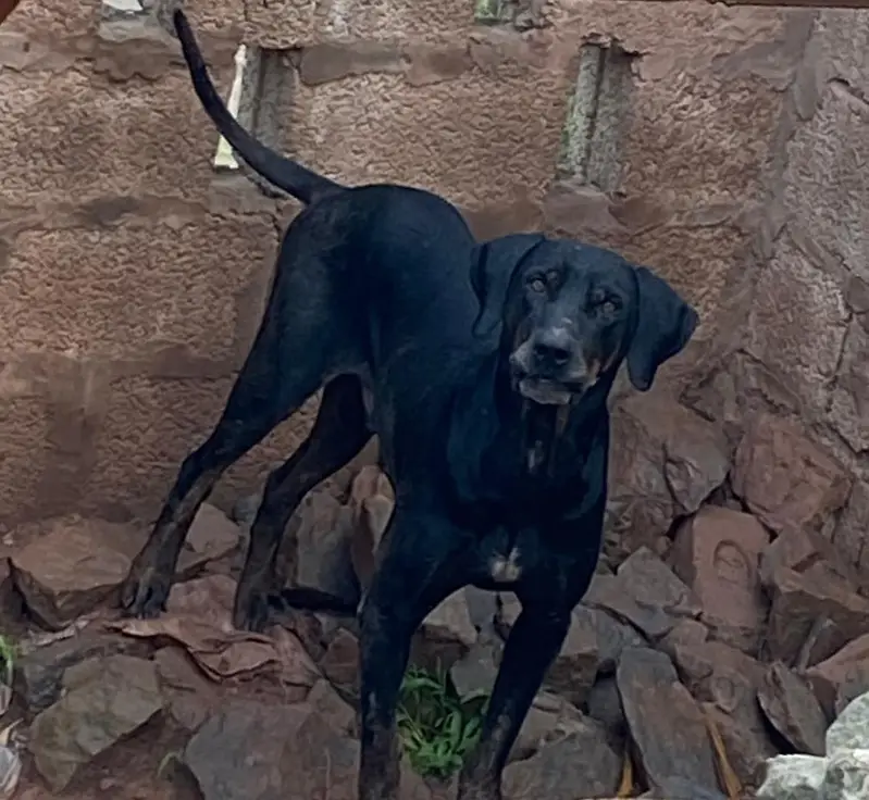 15. month  old male dog for sale