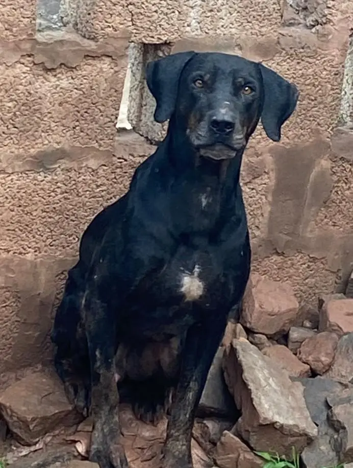 15. month  old male dog for sale — photo 2