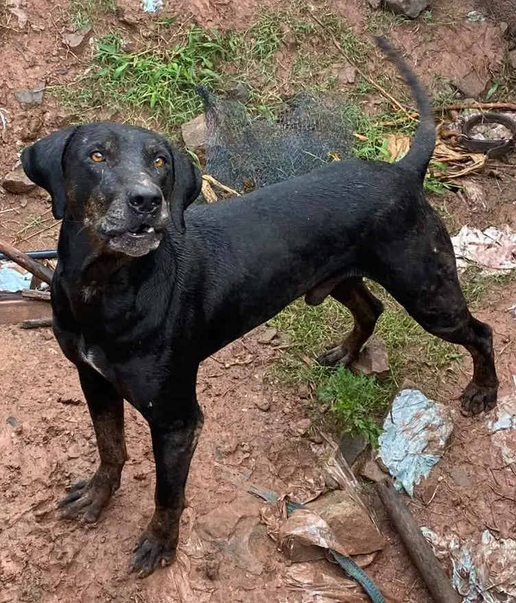 15. month  old male dog for sale — photo 3