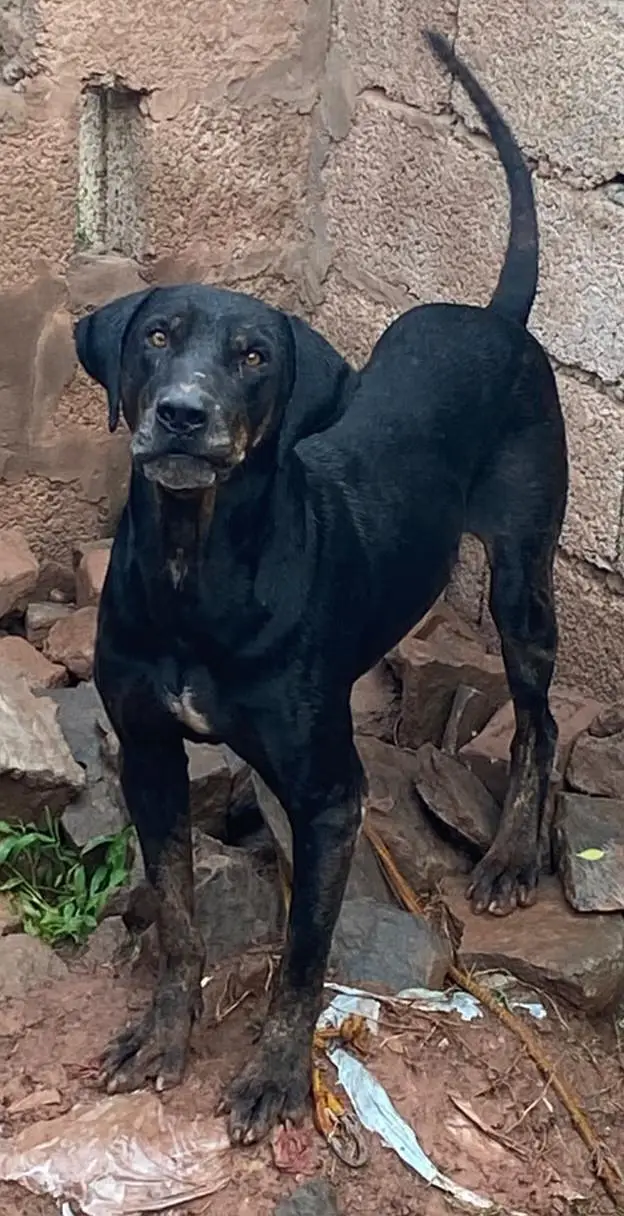 15. month  old male dog for sale — photo 4