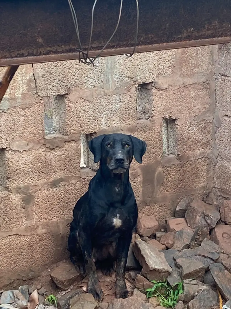 15. month  old male dog for sale — photo 5