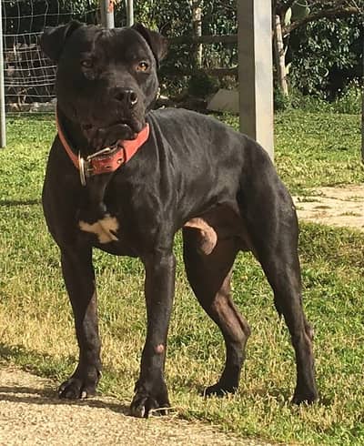 American pitbull terrier