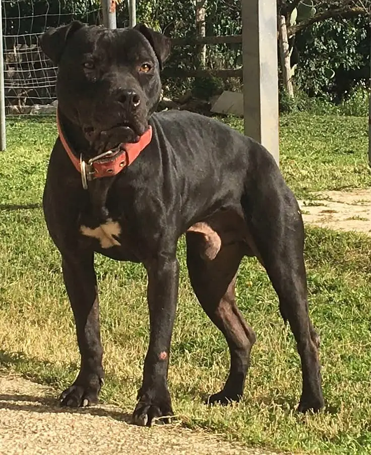 American pitbull terrier