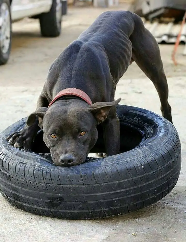 American pitbull terrier — photo 2
