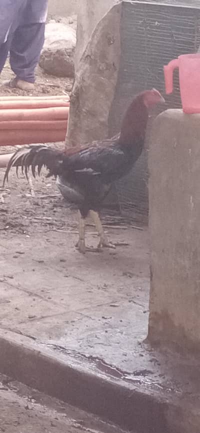 Abdul sattar fame