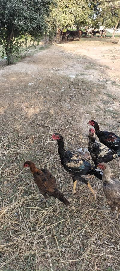 Aseel Pair chickes and pair