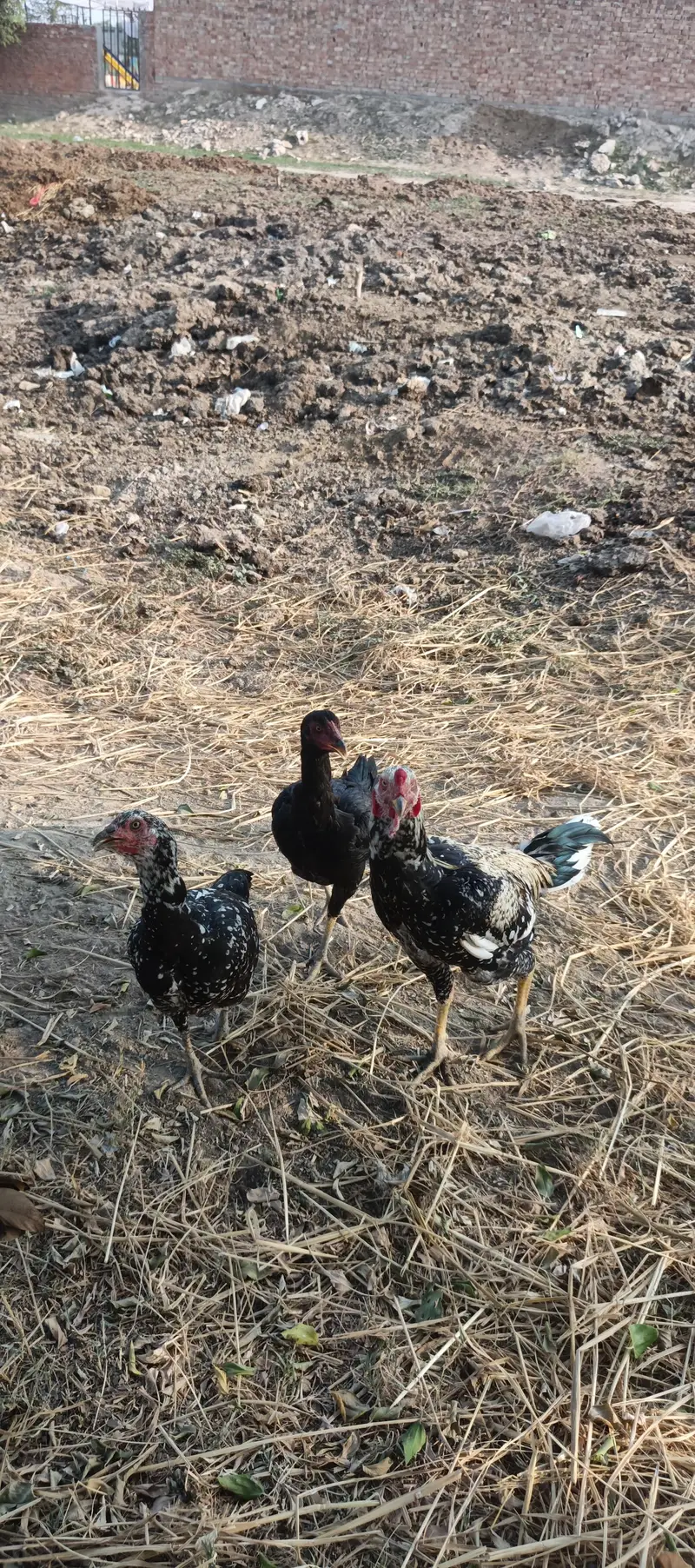 Aseel Pair chickes and pair — photo 3
