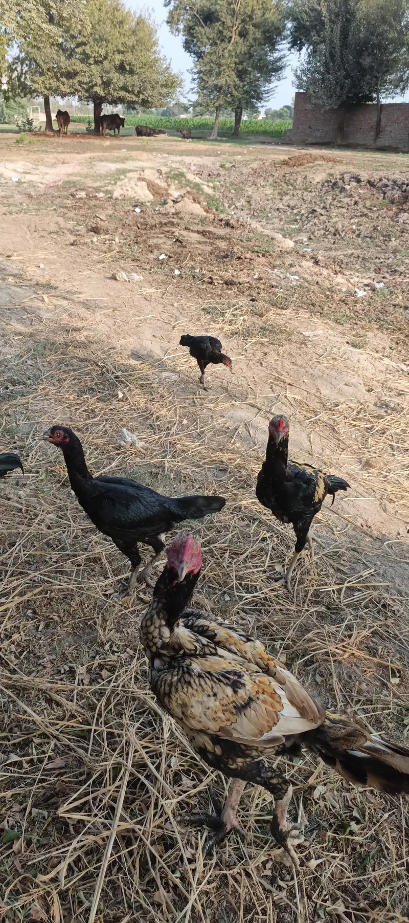 Aseel Pair chickes and pair — photo 4