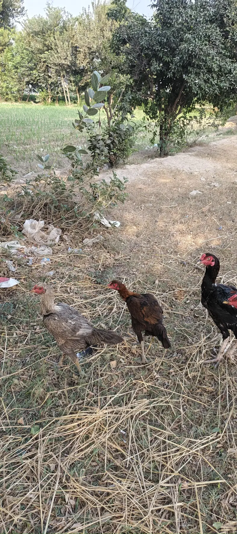 Aseel Pair chickes and pair — photo 6