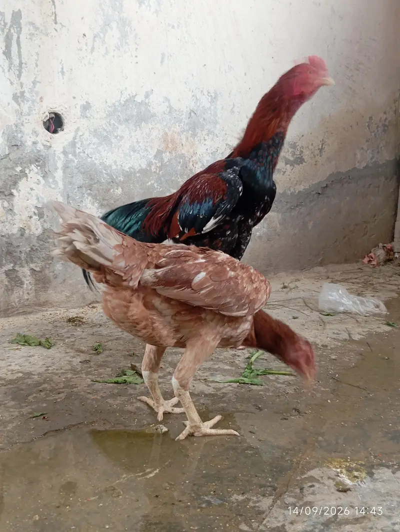 lasani mianwali hira aseel. . . big. kids — photo 2
