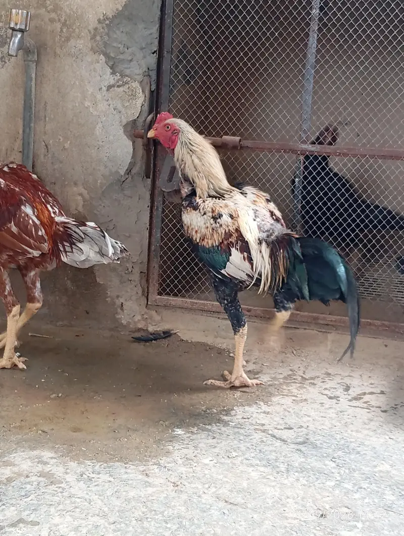 lasani mianwali hira aseel. . . big. kids — photo 3