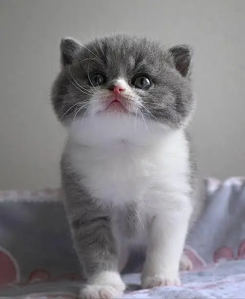 Persian kittens whatp ///0322 ///0396547///