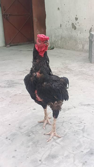 03038777297bhot laraka hai axha hai mjy koi itna khas Shok nhi hai bs