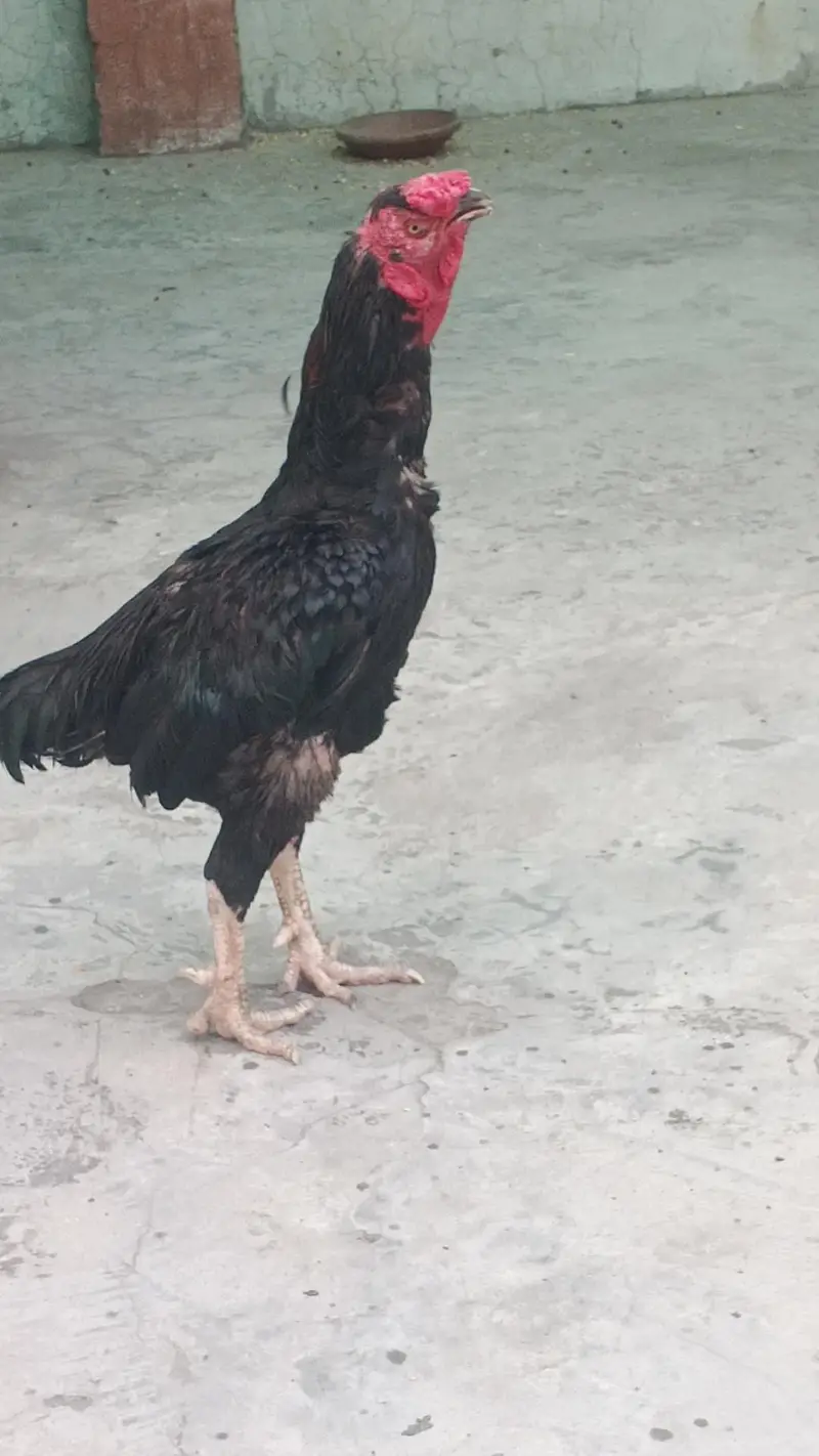03038777297bhot laraka hai axha hai mjy koi itna khas Shok nhi hai bs — photo 2