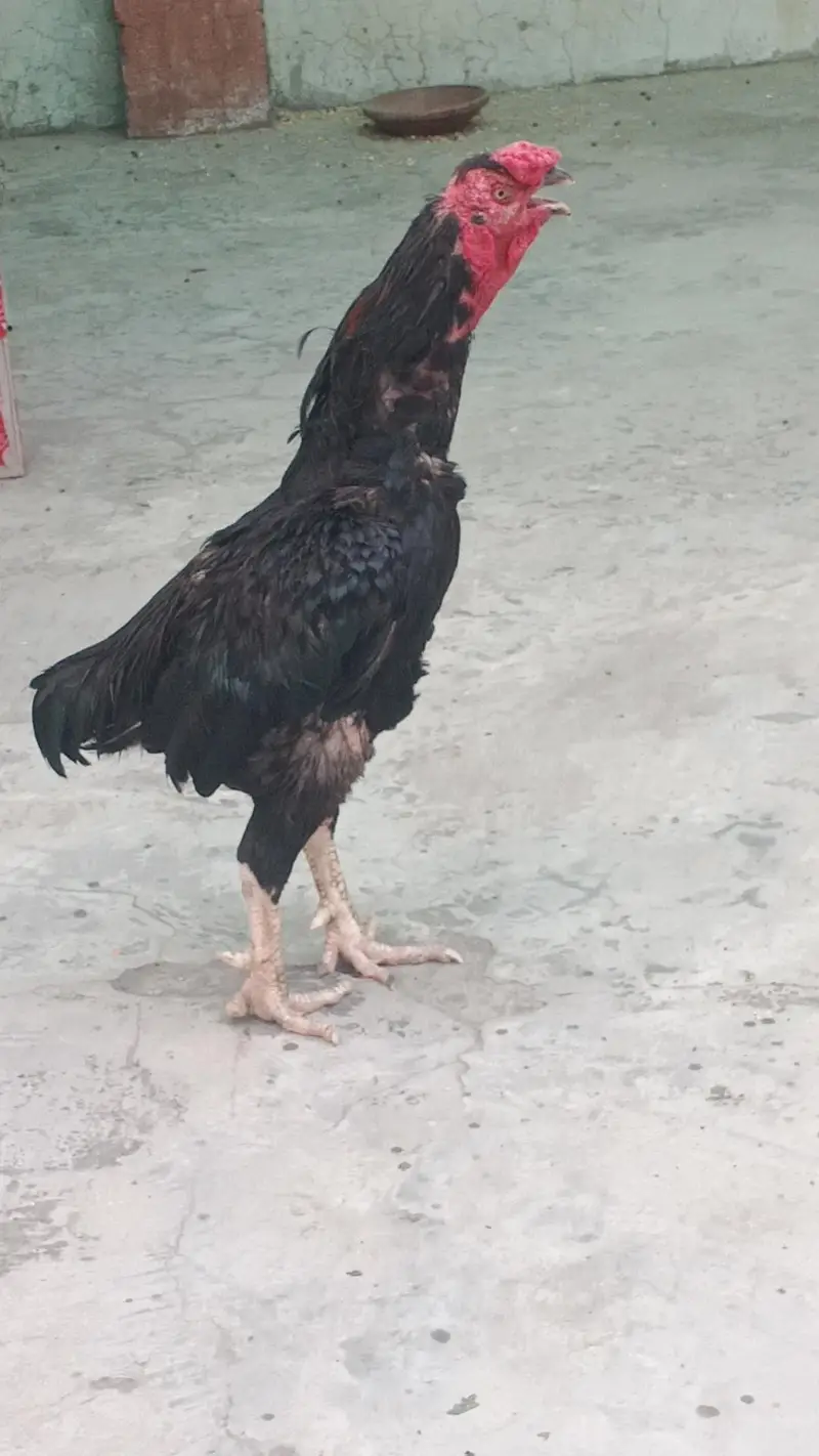 03038777297bhot laraka hai axha hai mjy koi itna khas Shok nhi hai bs — photo 3
