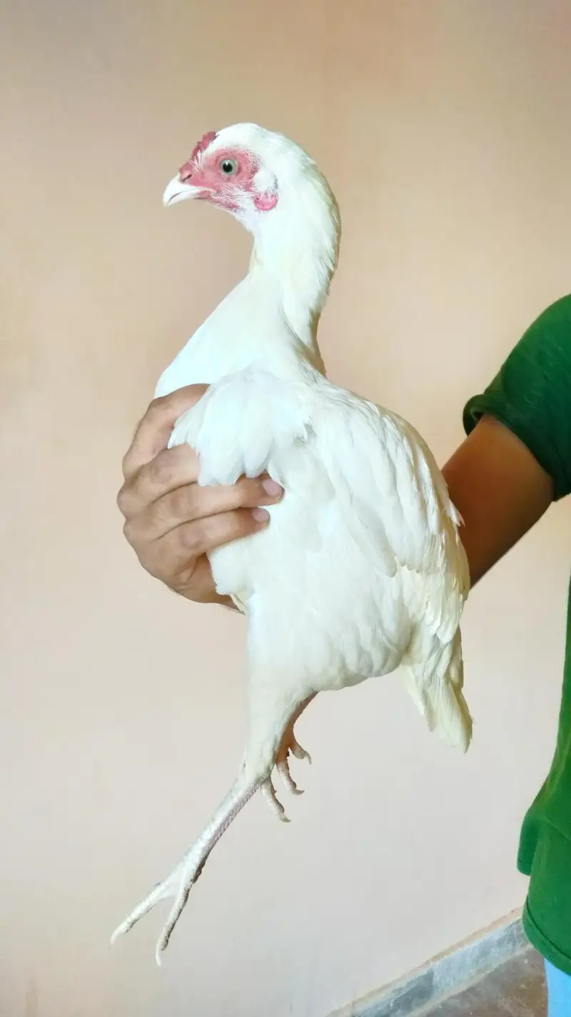 Aseel Heera female — photo 3