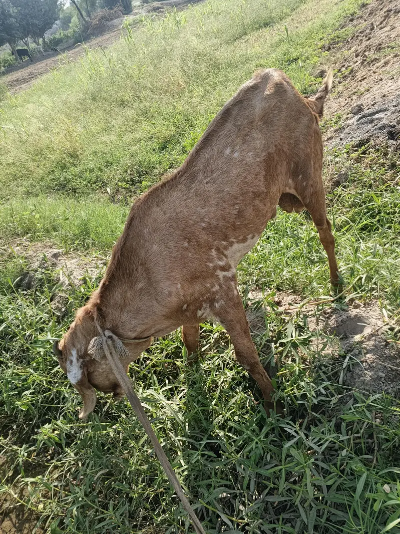 Healthy Male Goat for Sale