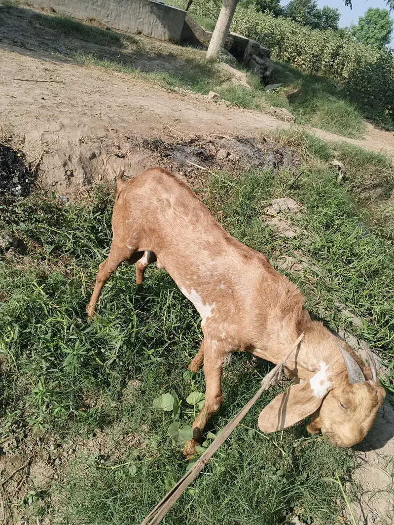 Healthy Male Goat for Sale — photo 2