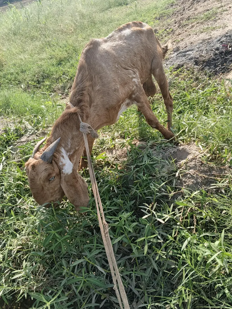 Healthy Male Goat for Sale — photo 3