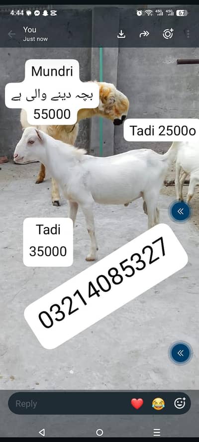 tadi breeder male