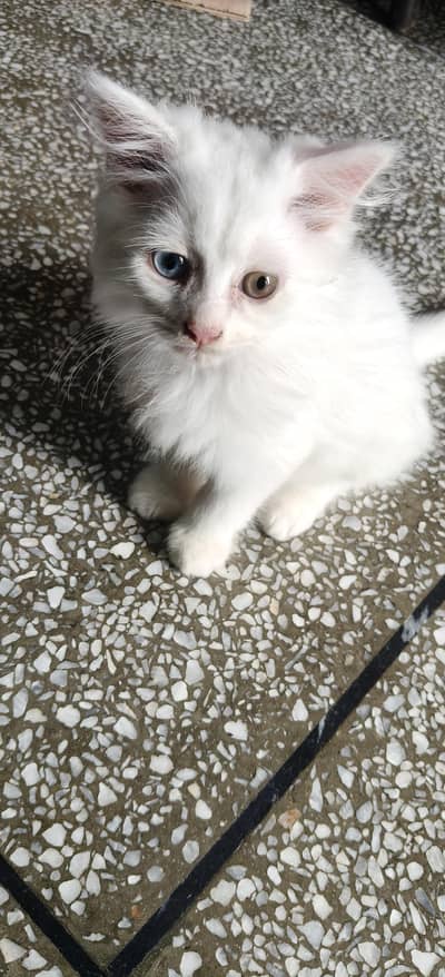 Persian triple coat kittens are looking for new home