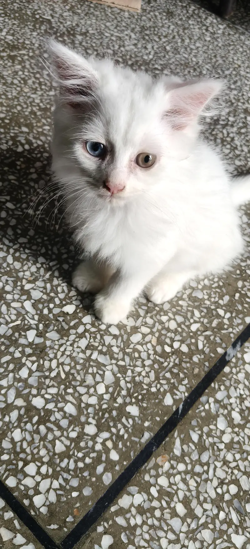 Persian triple coat kittens are looking for new home