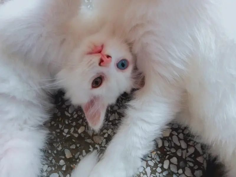 Persian triple coat kittens are looking for new home — photo 2