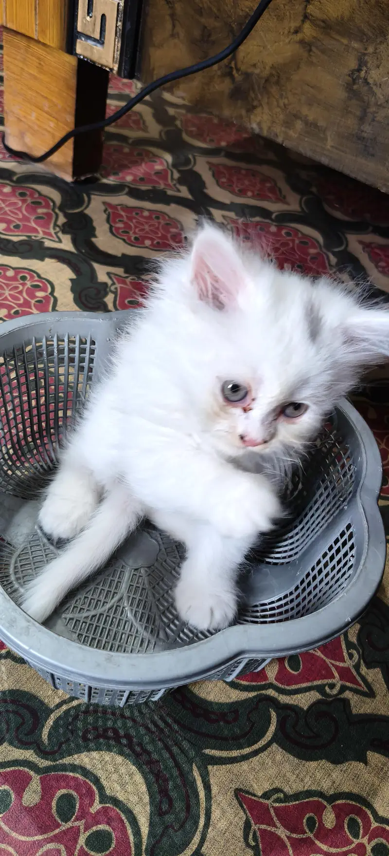 Persian triple coat kittens are looking for new home — photo 3