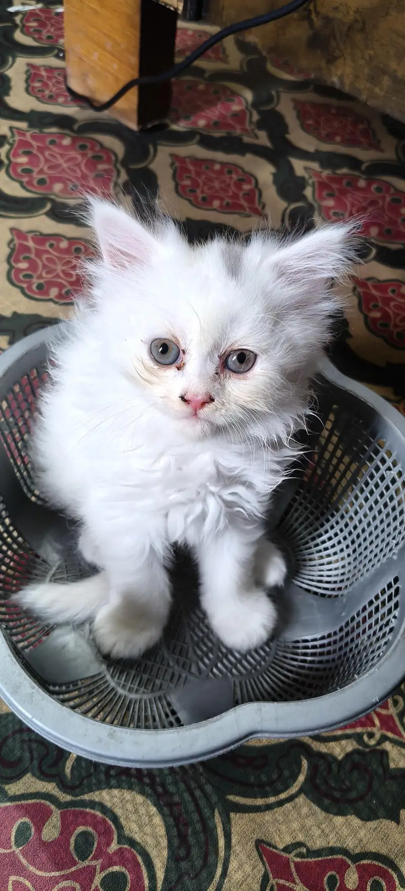 Persian triple coat kittens are looking for new home — photo 4