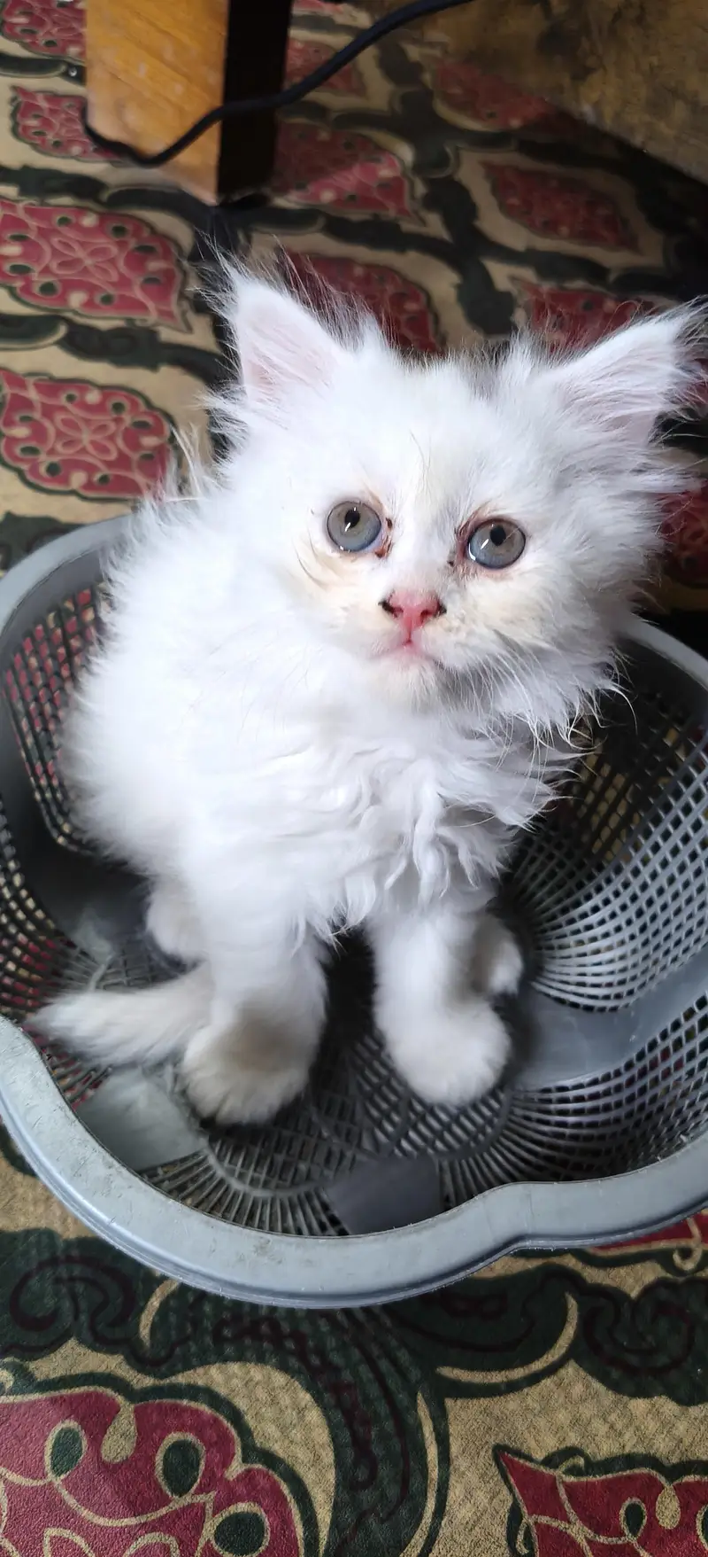 Persian triple coat kittens are looking for new home — photo 5
