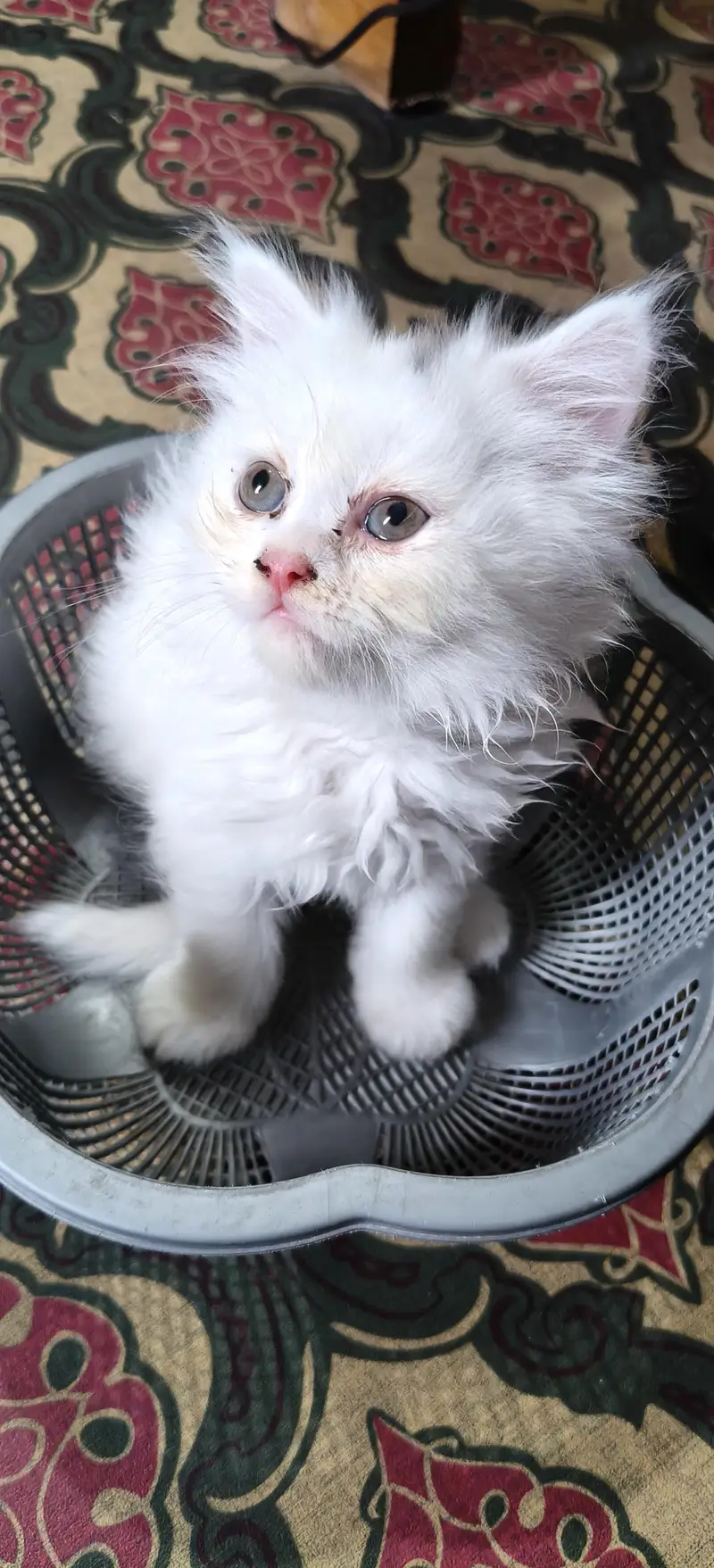 Persian triple coat kittens are looking for new home — photo 6