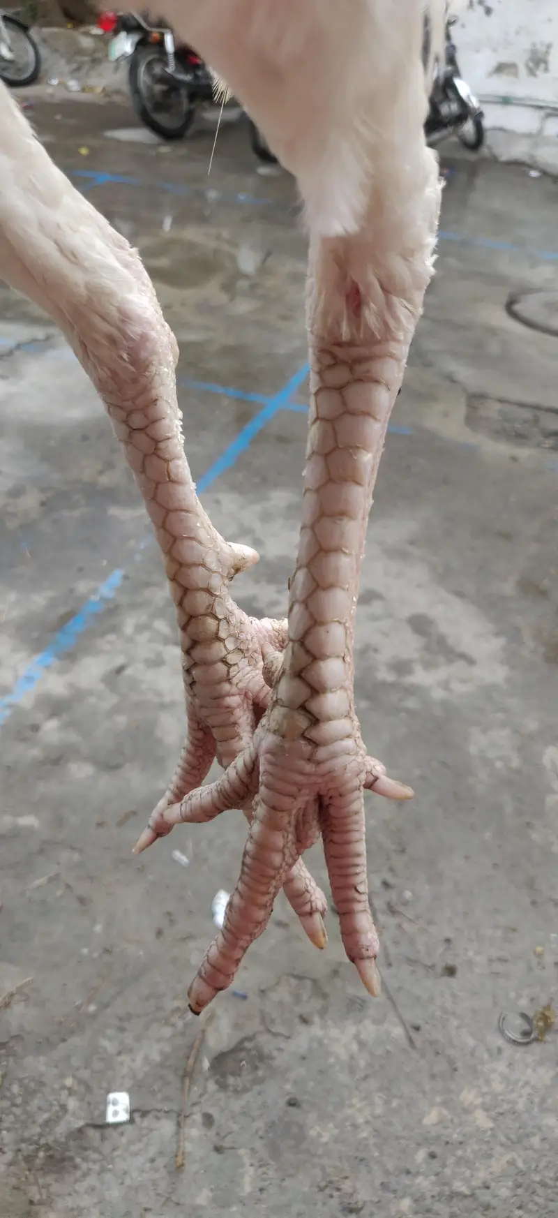 Aseel Heera Patha — photo 3